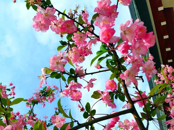 日本琦玉助威北京国安足球队亚冠赛（图）