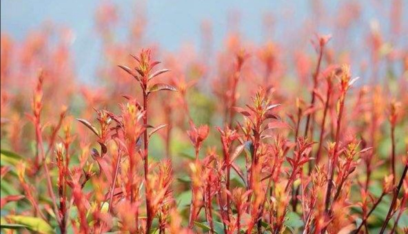 人生三节草,不知哪节好?!