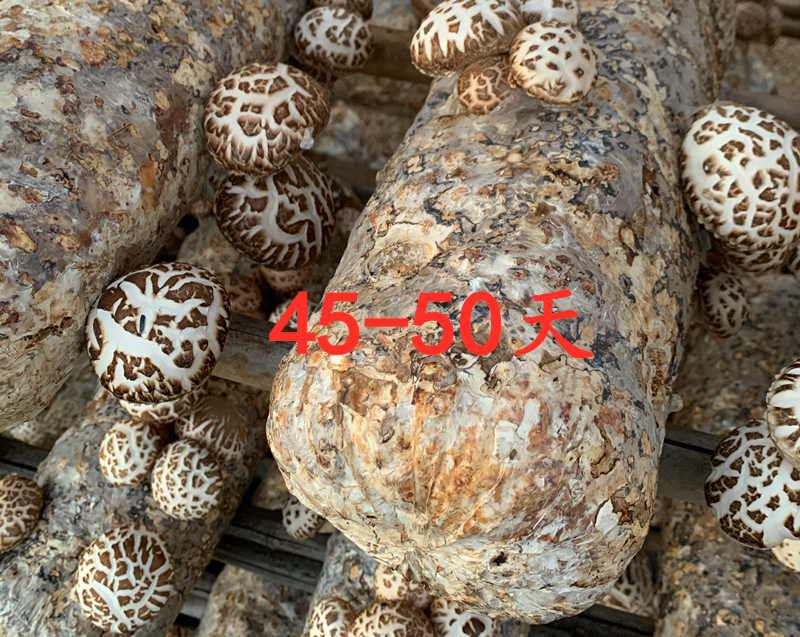 小万黄：农村小伙讲述随州冬花菇种植过程