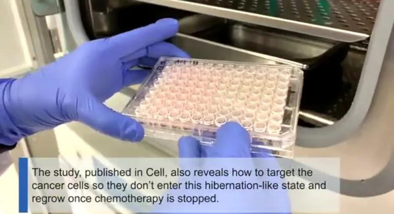 “冬眠”！偽裝！揭開癌細胞的神秘麵紗，消滅癌症從抑製自噬開始