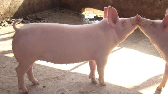 冬季后备妊娠哺乳母猪的饲养管理、消毒、通风