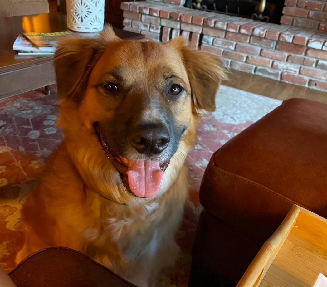 奇速英语时文阅读初二篇：边境牧羊犬在车祸中失踪