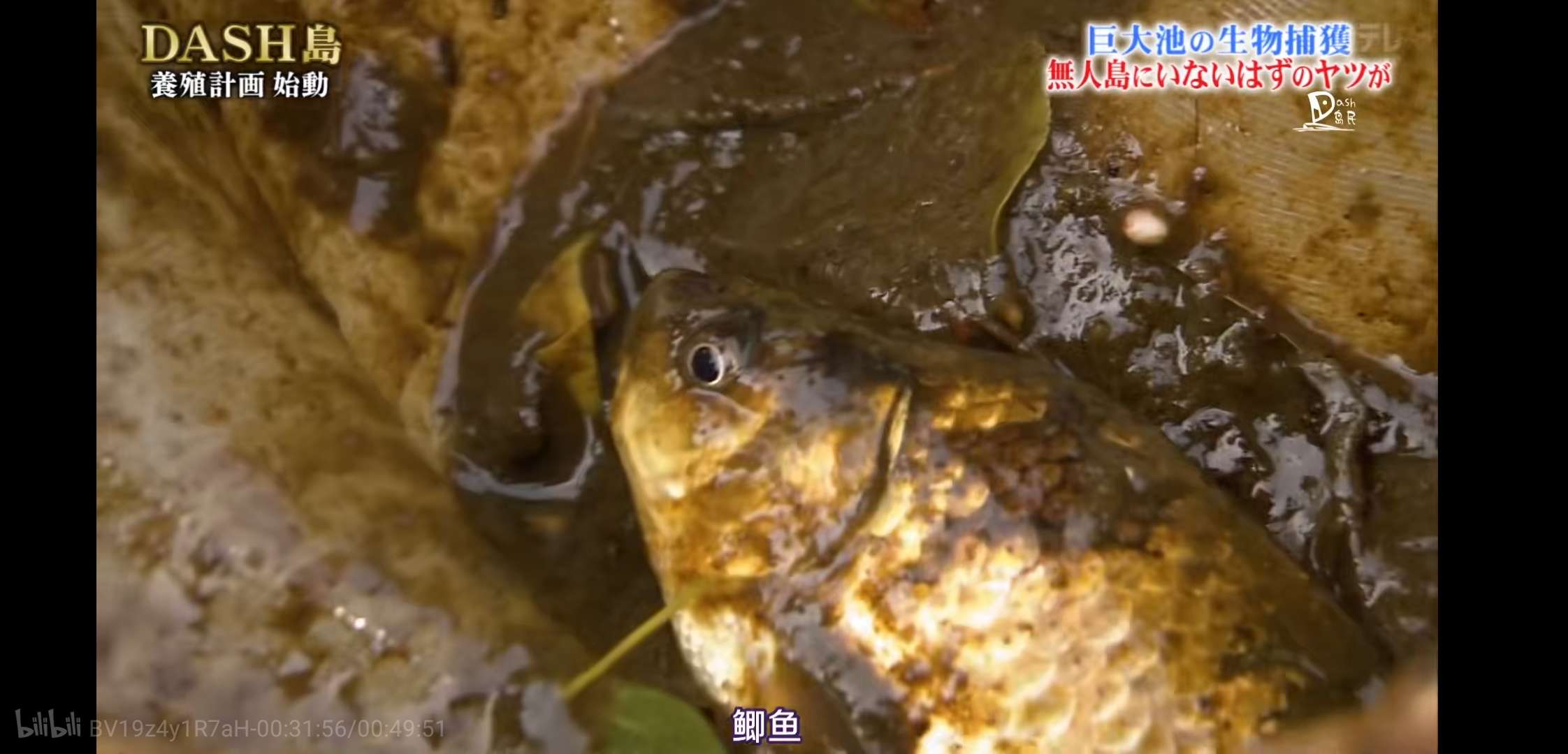 慎入！超恶心！看了这个日本综艺，我的晚饭都