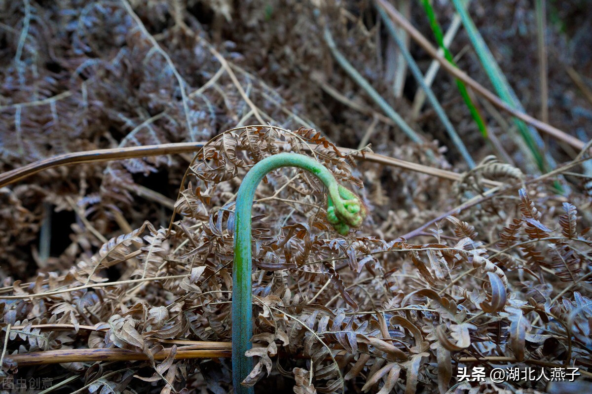 春天挖野菜，送你70种野菜图片大全，教你认识不同的野菜和吃法