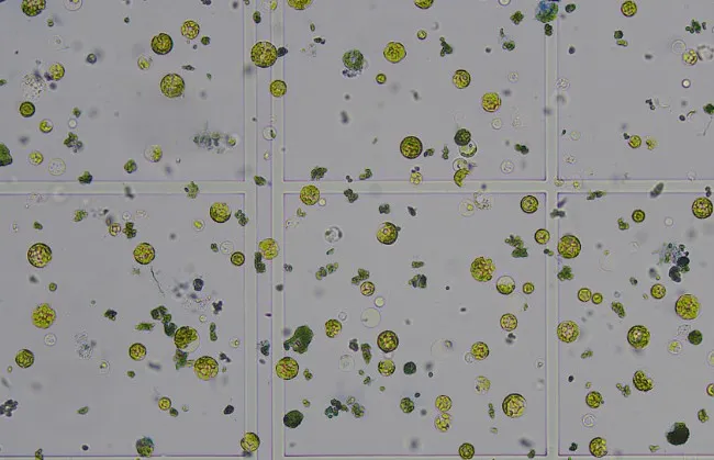 植物单细胞8连发，欧易生物原生质体分离获得重大突破