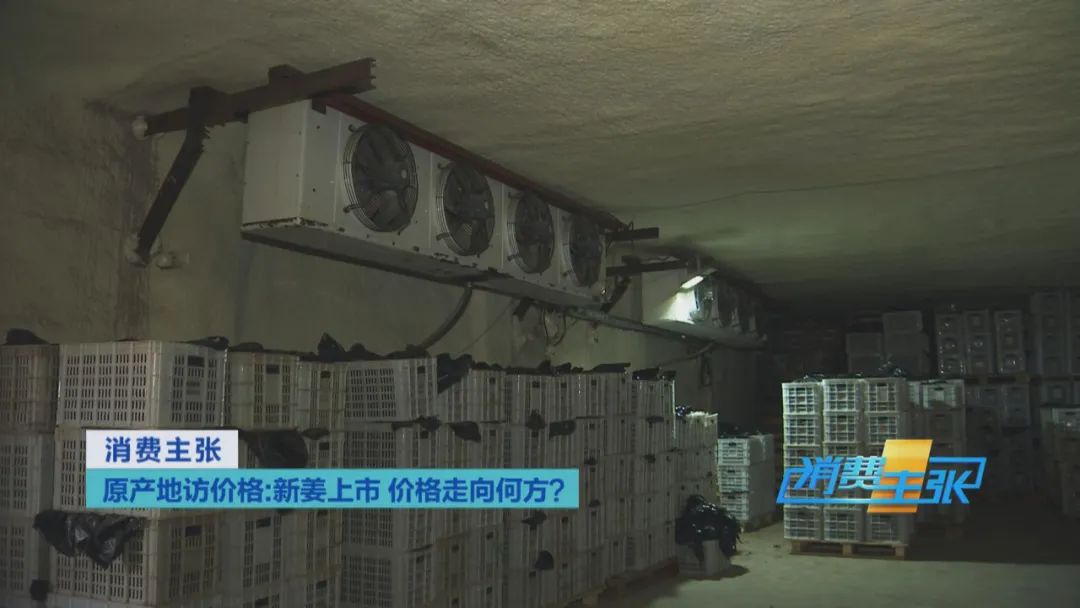 新姜收獲！有人整畝出售，有人窖里深藏，生姜價格走向何方？