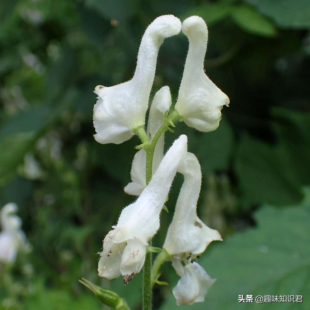 盤點那些有趣的自然小百科，你都知道多少呢？