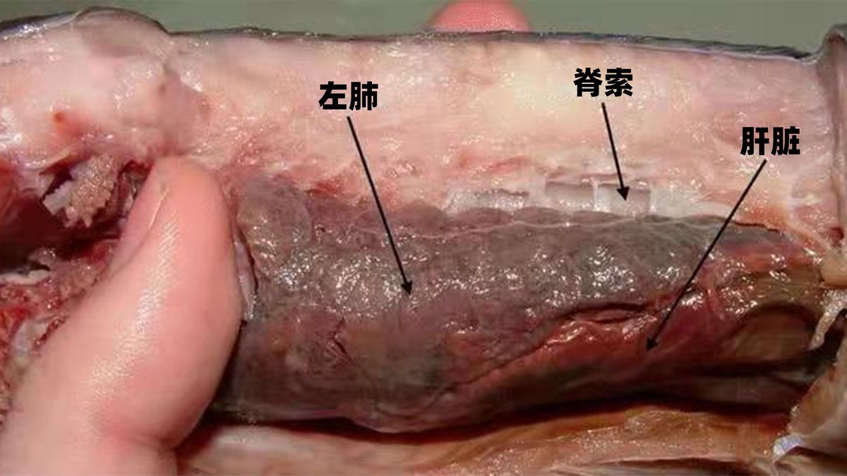 生命最頑強(qiáng)的魚(yú)！肺魚(yú)離開(kāi)水藏在土墻里，也能茍活4年之久