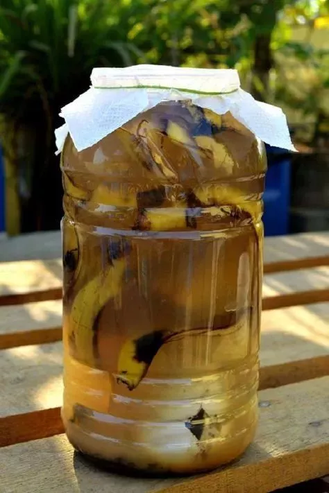 好百邻家政阿姨教你用香蕉皮养花，叶子都能绿出水来