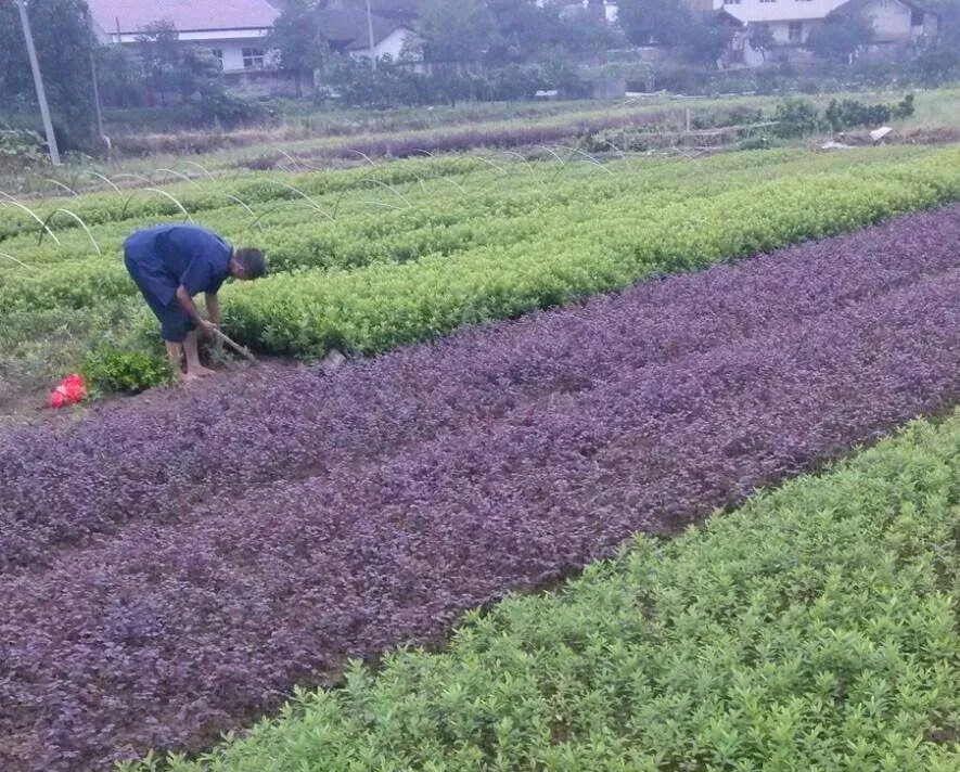 退林还耕行将实行，对苗木企业、苗木掮客人有哪些影响？