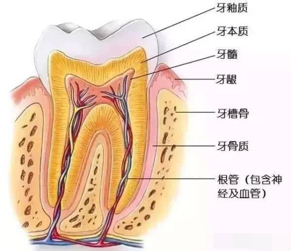 牙痛不是病，痛起来要人命！一招教你解决牙齿敏感