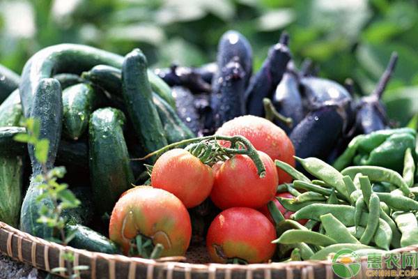 6月全国菜价上涨是怎么回事？后期蔬菜价格有何