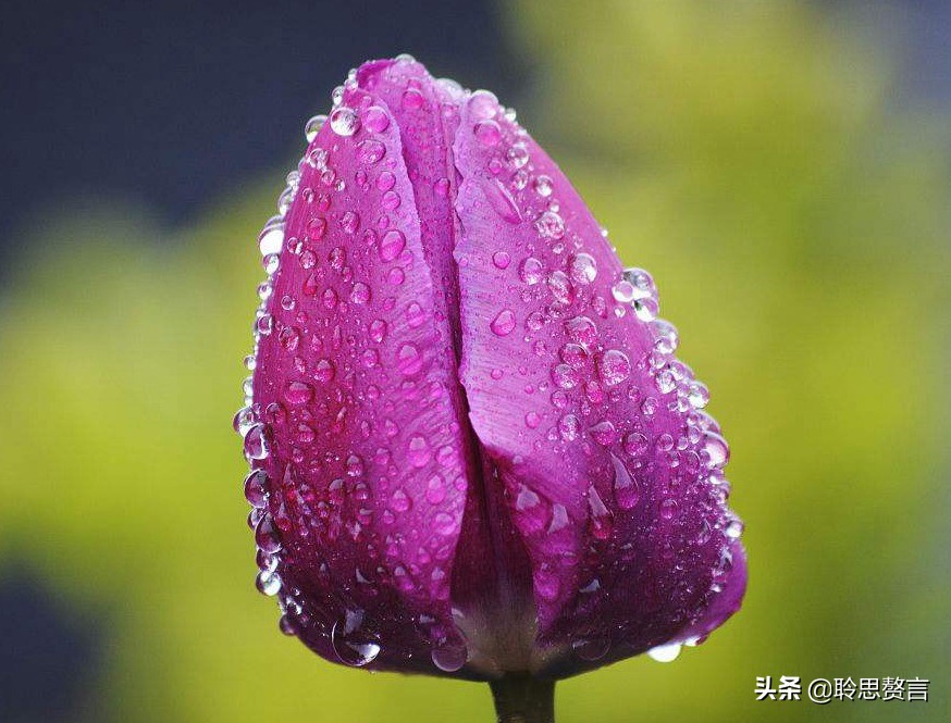 生日祝寿诗词精选四十二首 最美好的祝福，都在诗句里了-第5张图片-非凡网
