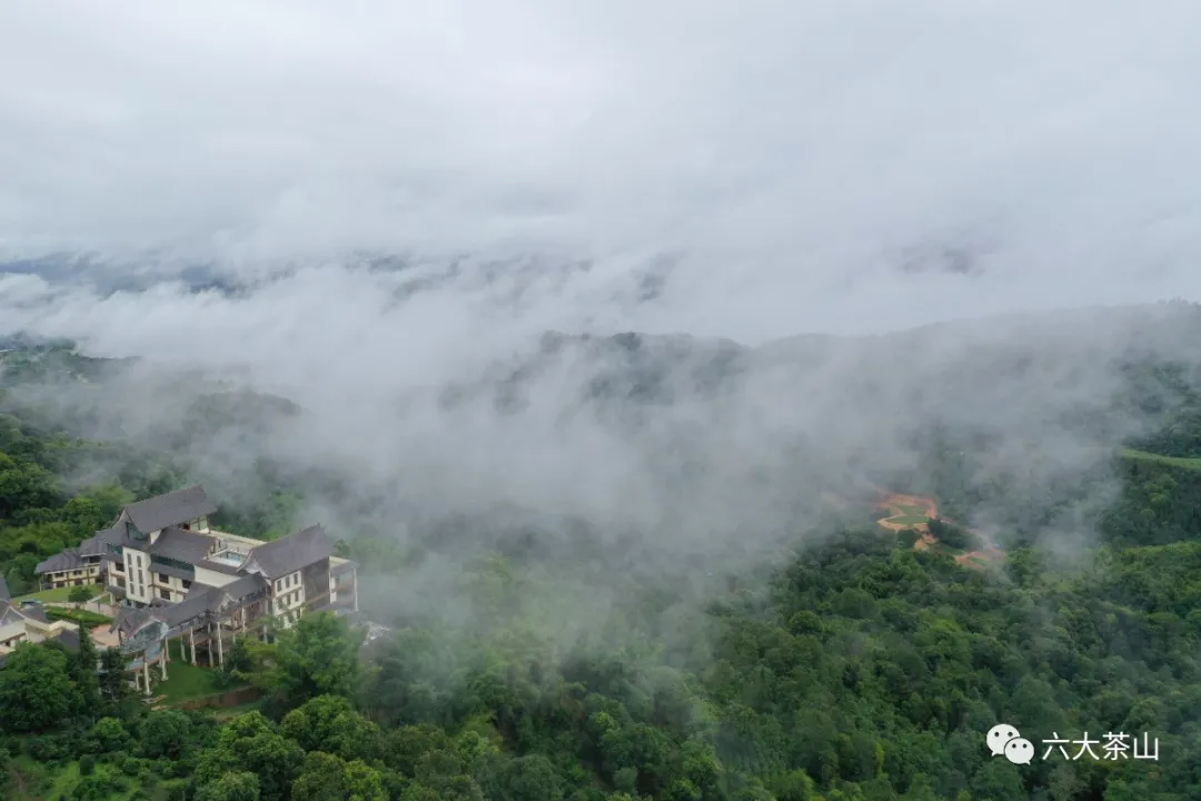 加盟六山|普洱茶出仓的那一天是普洱茶生命的升华