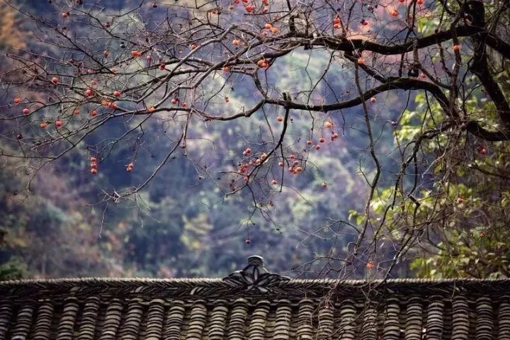 寒露生.秋雨落.思緒長