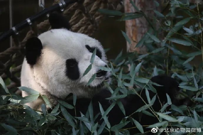 北京动物园“大地叔叔”去世近一个月后，死因公布！网友深情追忆