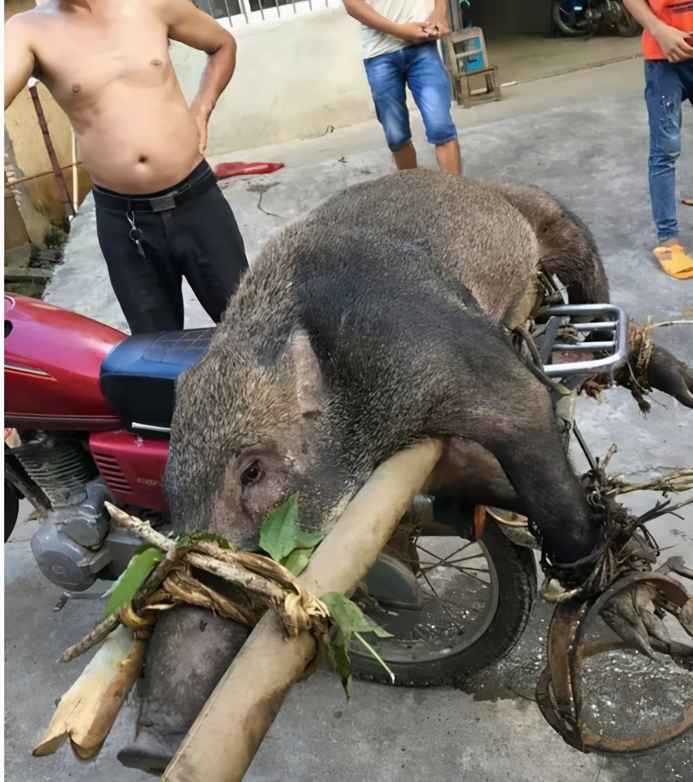 国内百万头野猪开始泛滥，吃货蠢蠢欲动，奈何不敢行动？