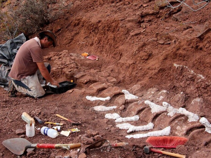 阿根廷发现恐龙新化石：可能为有史以来最大的陆生生物-第1张图片-IT新视野