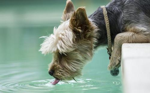 狗狗突然大量喝水，一般有这几个原因，第3个要警惕起来