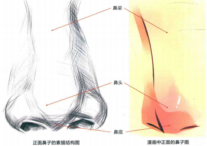 动漫鼻子怎么画？新手向各种角度的鼻子画法教程