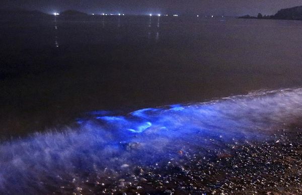 大连又现荧光蓝海水，曾造成1500斤鲻鱼死亡，海面为何是荧光色？