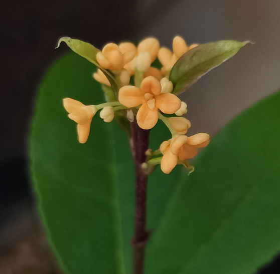養(yǎng)4種植物堪稱“投資”，養(yǎng)得越久，價值翻好幾倍