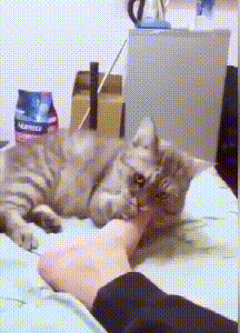 Feline Mi loves to sniff host smelly leg, "Above " hind bite a foot, master one foot spurn, it still holds out bear grudges
