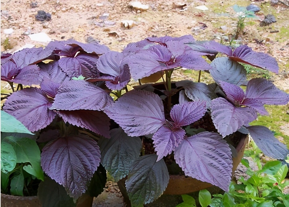 買紫蘇時 綠色 和 紅色 怎麼挑 多虧菜農提醒 買錯了吃虧 關子君的美食世界 Mdeditor