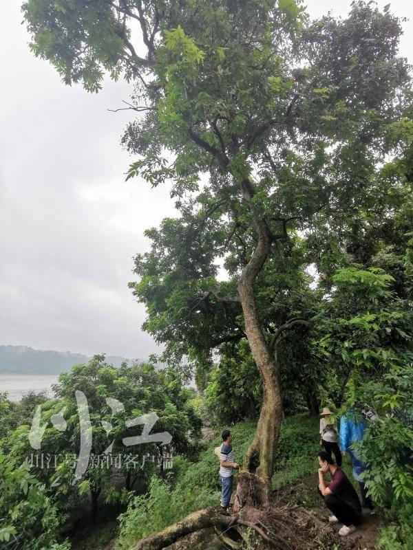 全国第一株丨泸州发现有一株果实带有酒香的桂圆古树