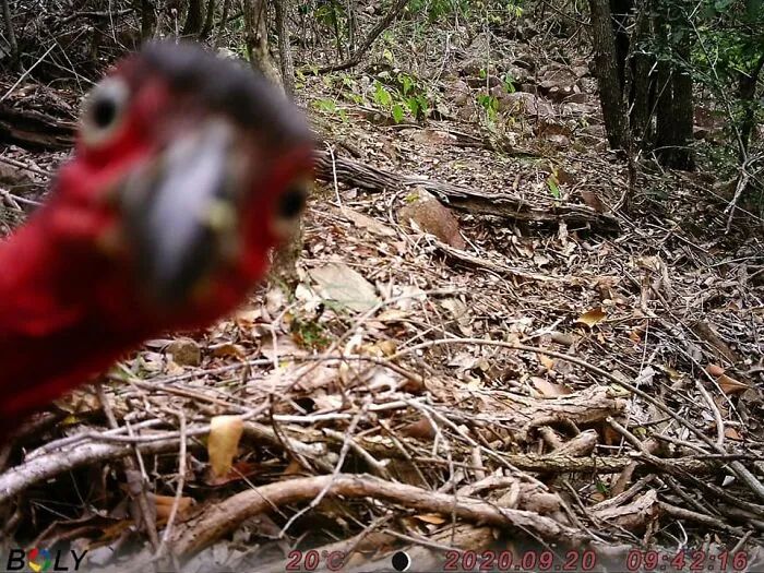 Atlas | Eider down takes the advantage that buys big drop, be clear at a glance with a ha is breathed out