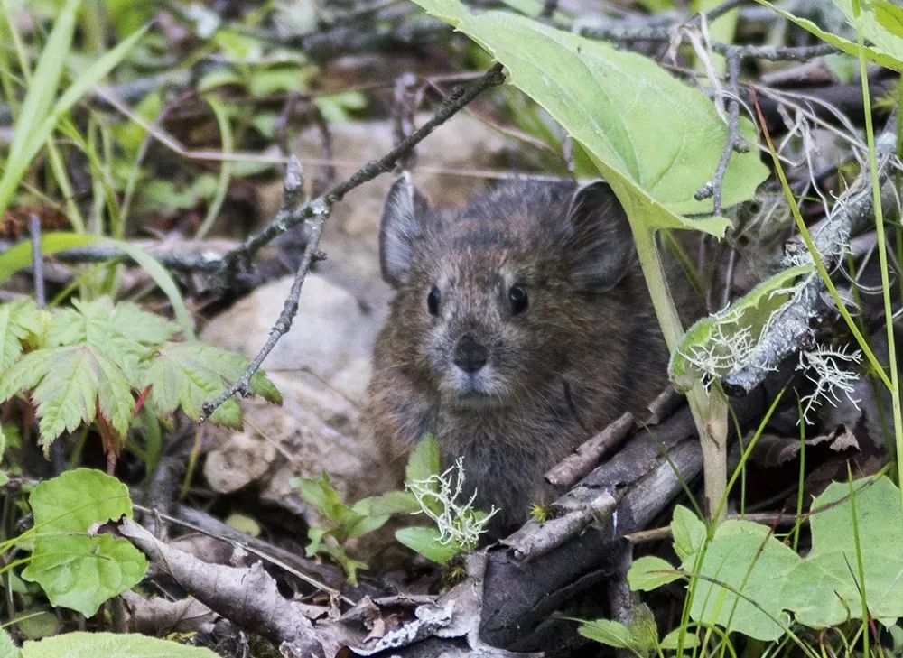 高速15分钟直达，这座城市比成都更安逸，却有