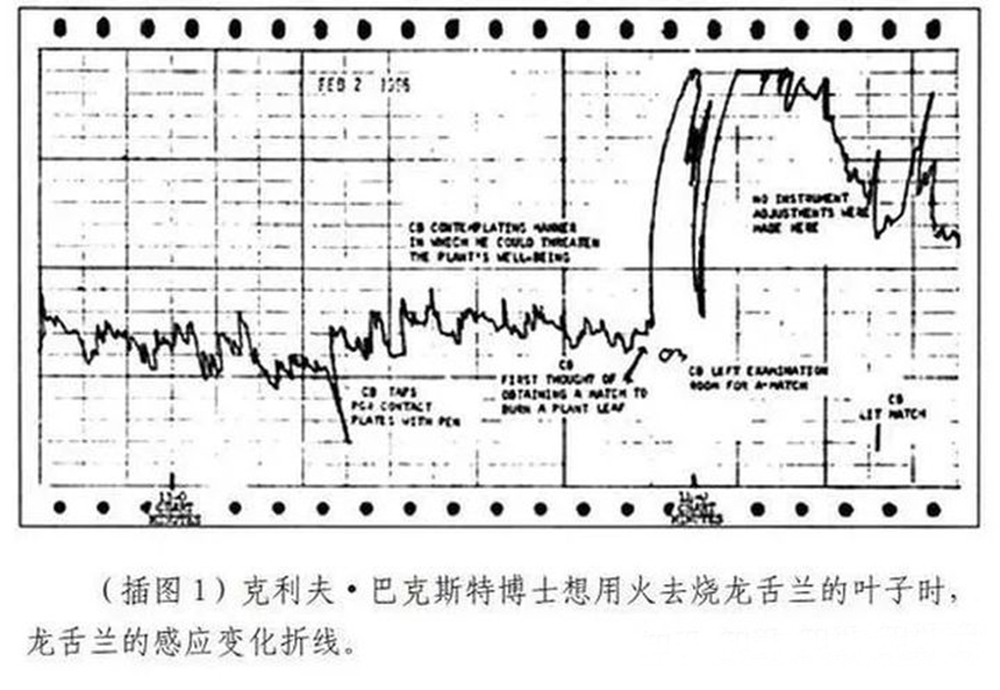 2019年，阿聯(lián)酋做了一個實驗：一株植物30天后被人活活“罵死”