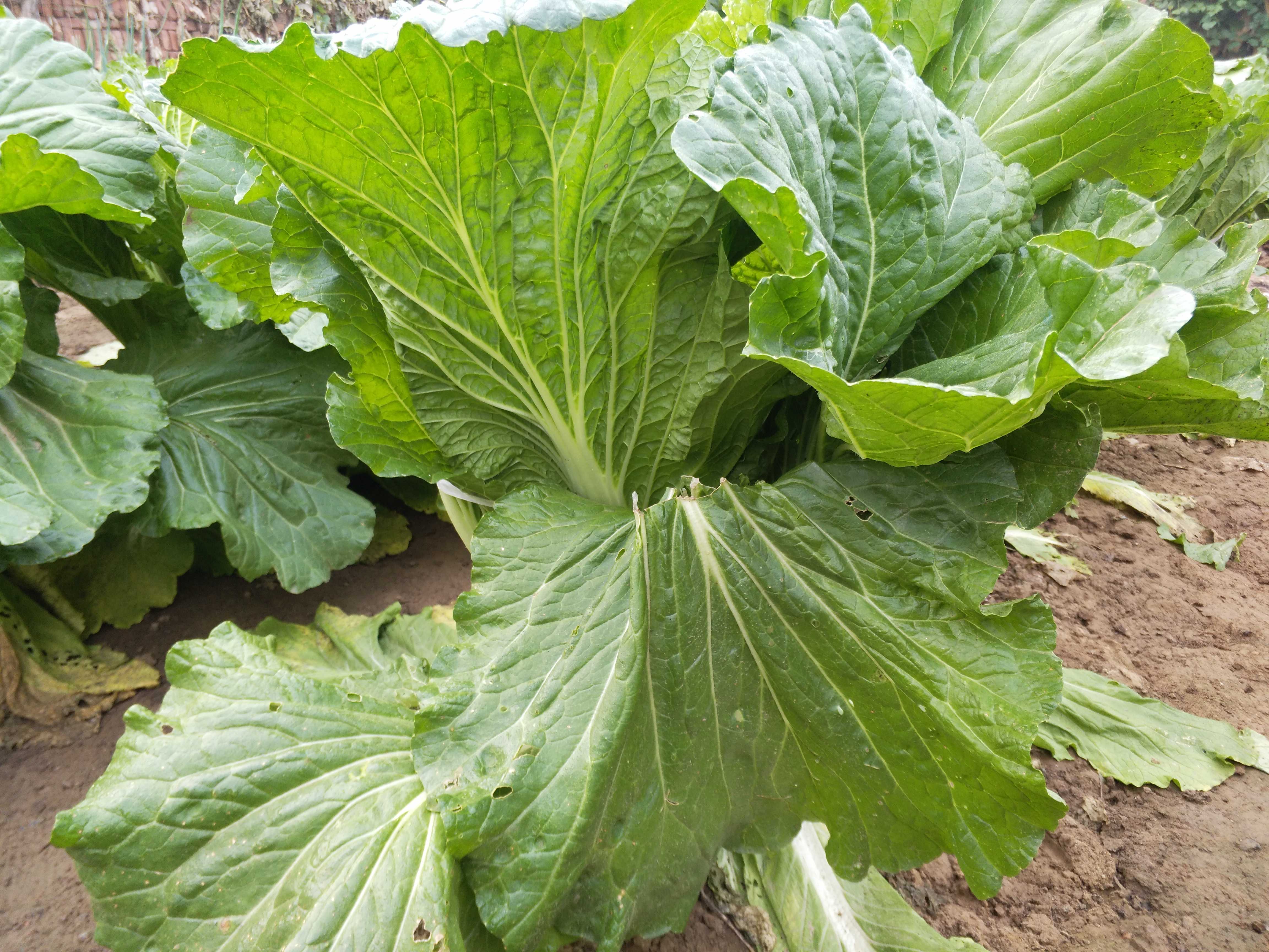 大白菜霜降后如何管理 霜冻对大白菜会有哪些影响 什么时候收获 植保技术 191农资人 农技社区服务平台