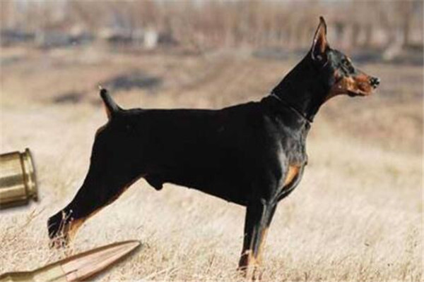 世界十大猛犬排名（全球10大公认的猛犬）