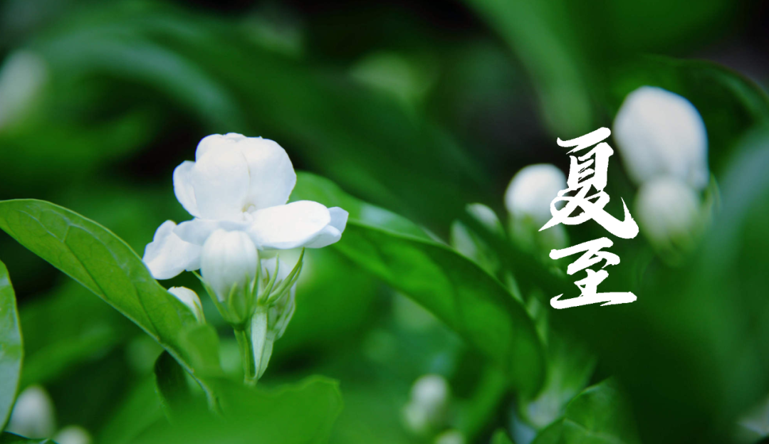 在古诗词里，寻找夏日的美好-第5张图片-非凡网