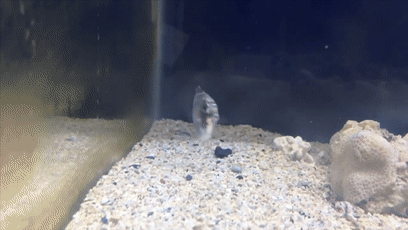 透過皮膚一眼就能看到內髒，這6種透明生物毫無隱私可言