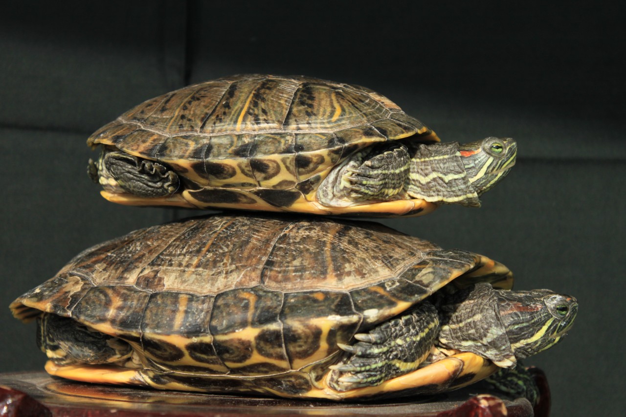 “千年王八万年龟”是真的吗？乌龟到底能活多久？常见乌龟寿命