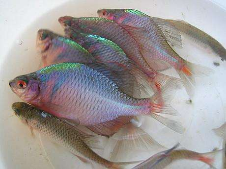 这种有着彩虹般颜色的小鱼，已成观赏鱼新贵，河蚌是它的专职保姆