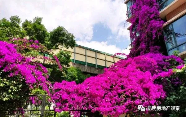 昆明一小区养了一棵花，枝条爬上7层楼，路人都