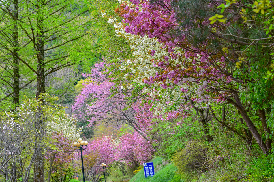 麥積山植物園春花爭艷