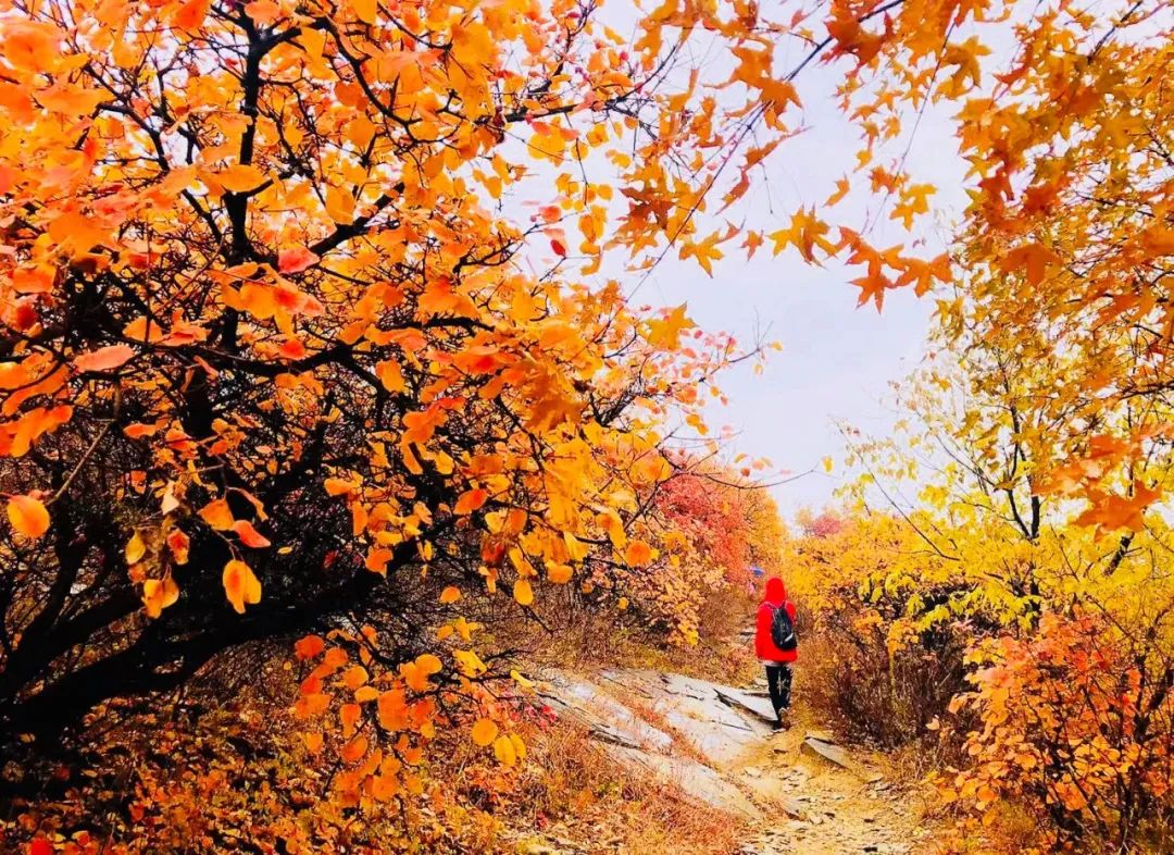 Simagou, Yaowang Valley, admire thousands of mu of red leaves, see the most beautiful autumn scenery, and keep the most beautiful autumn