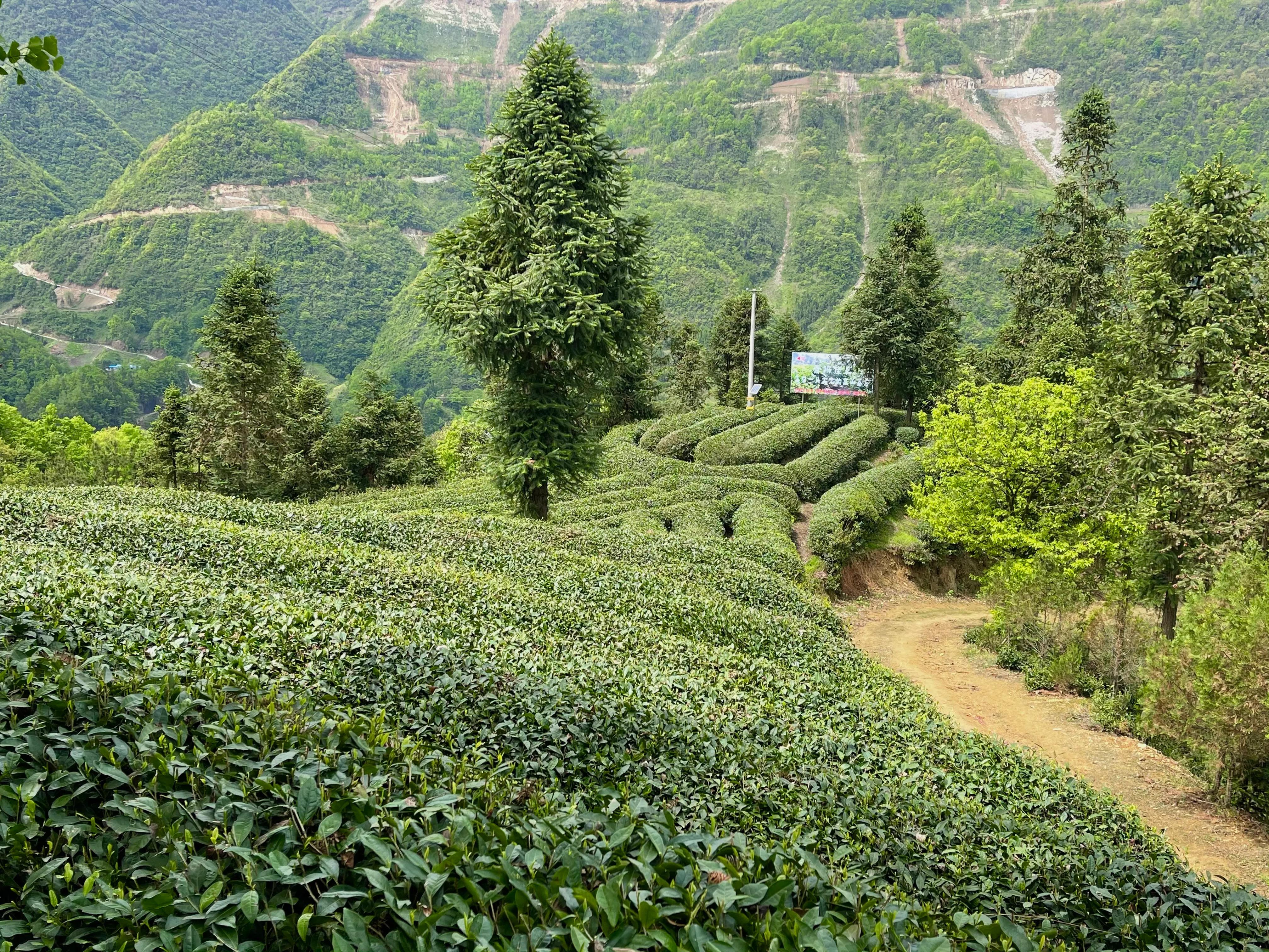 生态镇巴，名茶之乡，在镇巴最美茶园采茶、品茗、观云海