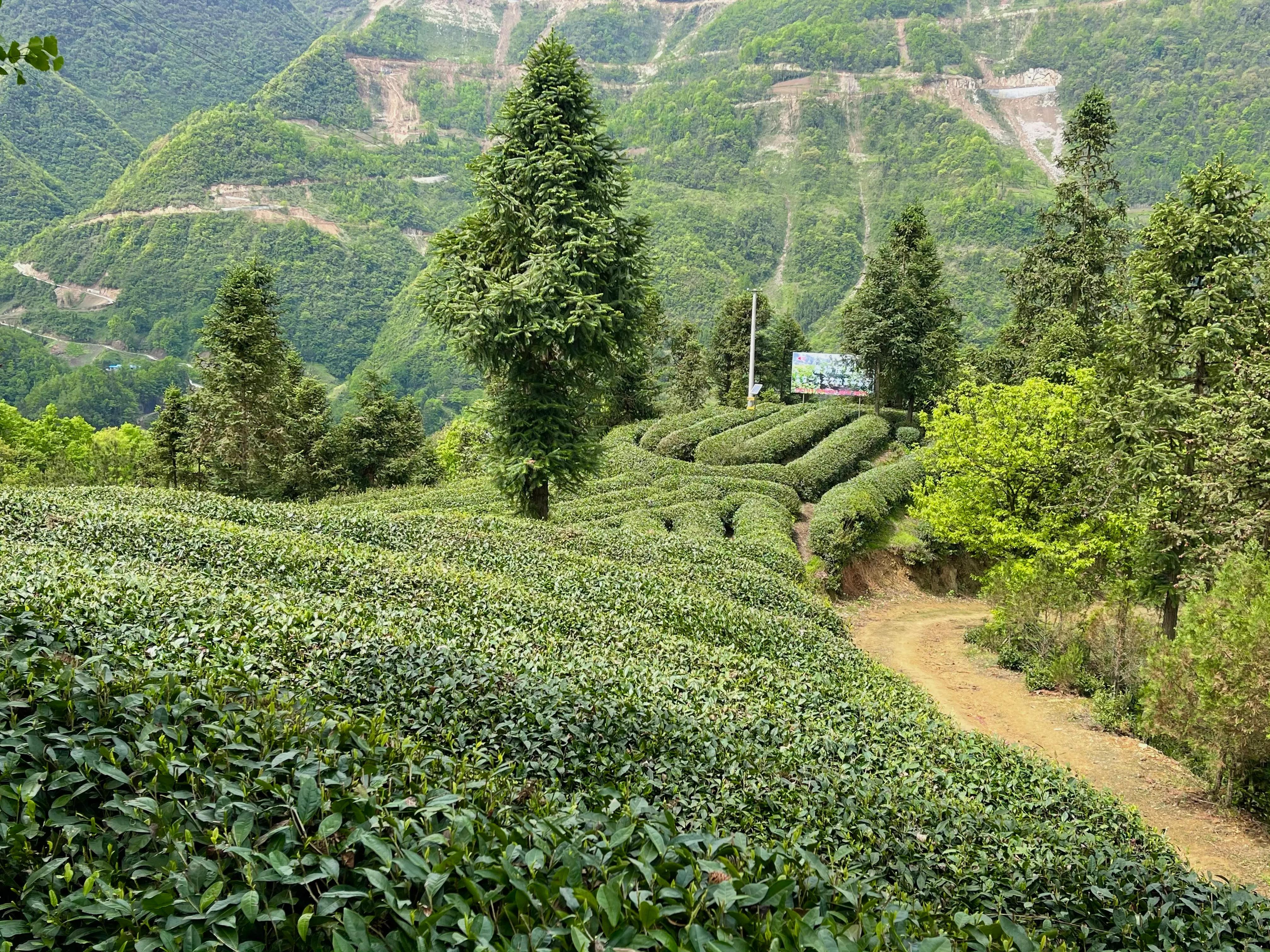 生態(tài)鎮(zhèn)巴，名茶之鄉(xiāng)，在鎮(zhèn)巴最美茶園采茶、品茗、觀(guān)云海