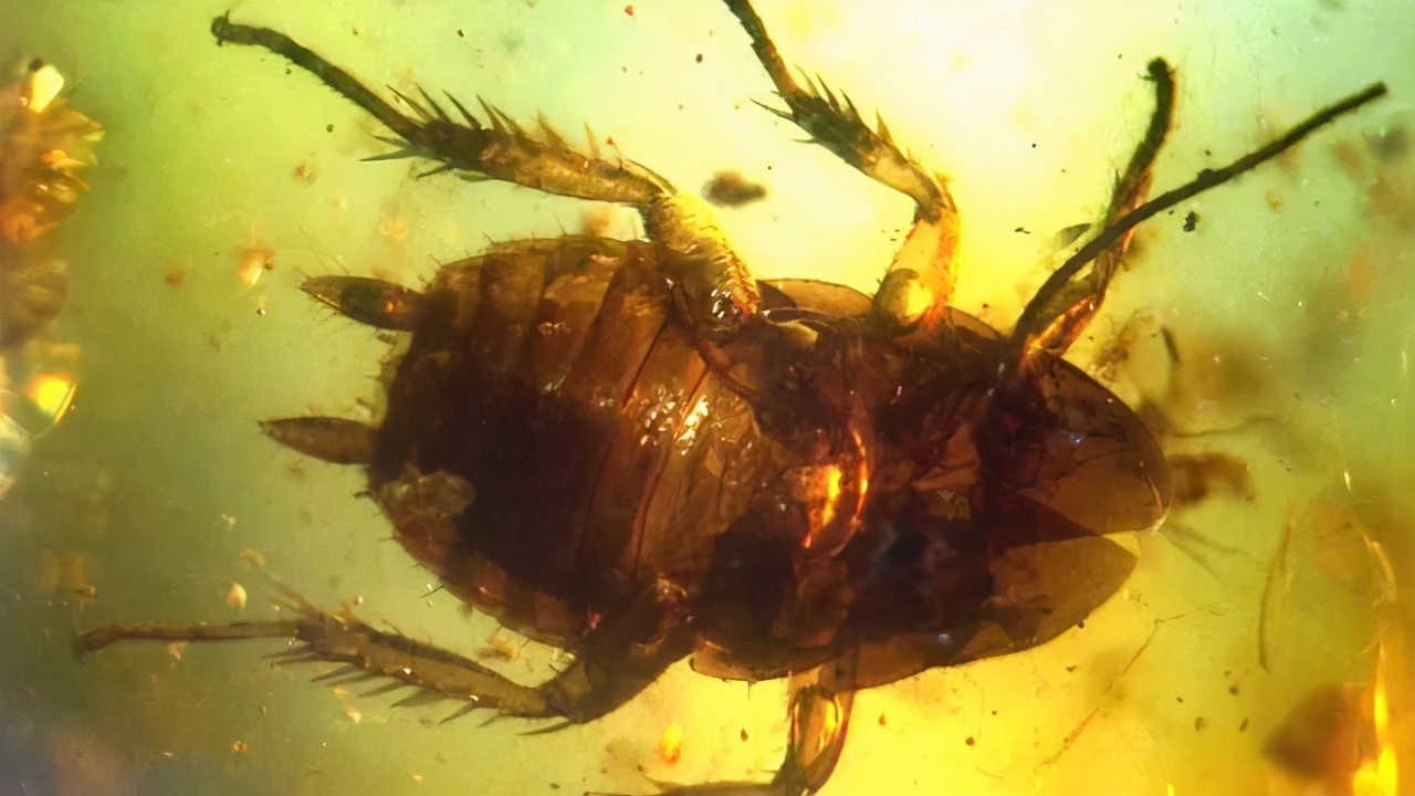 那些被称为活化石的物种真的停止进化了吗