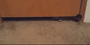 狗狗无精打采不吃饭，结果宠物医院检查后惊呆了，这是要下蛋？