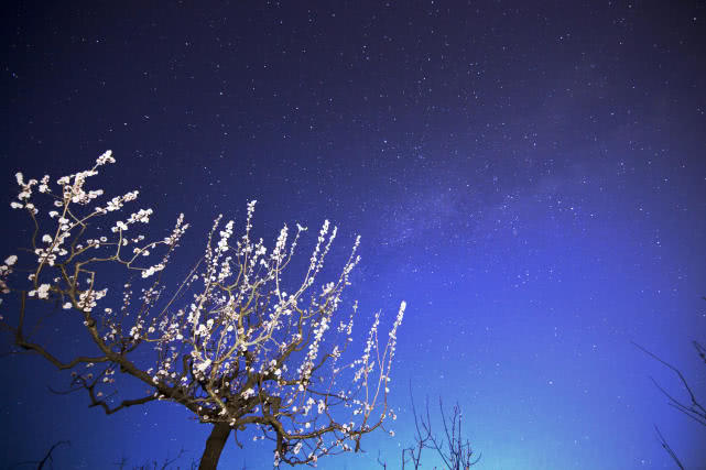 靜謐的夜色中，看花與星空的對話