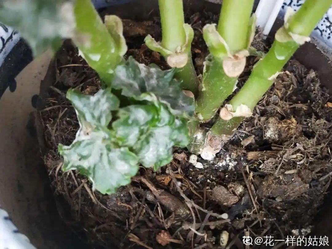 春天不能晒的花，越晒越丑，放阴凉地儿，反倒