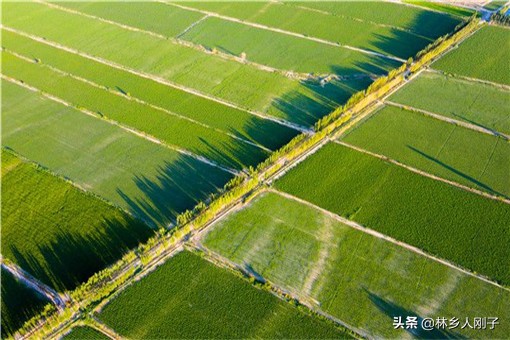 休闲农业项目有哪些？这几个前景不错！