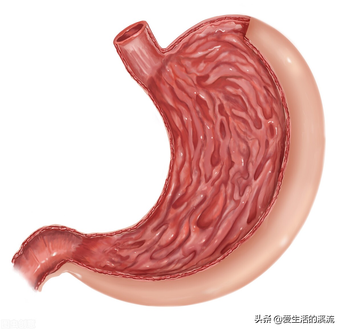 慢性胃炎的治疗要点及经典处方