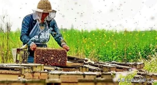 新手想养殖创业，没技术、没本钱，适合养殖什么？